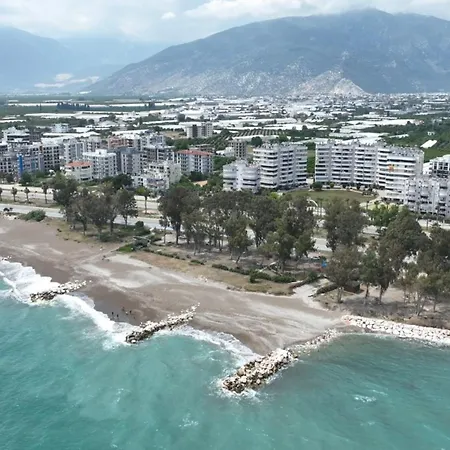 Orange Premium Finike