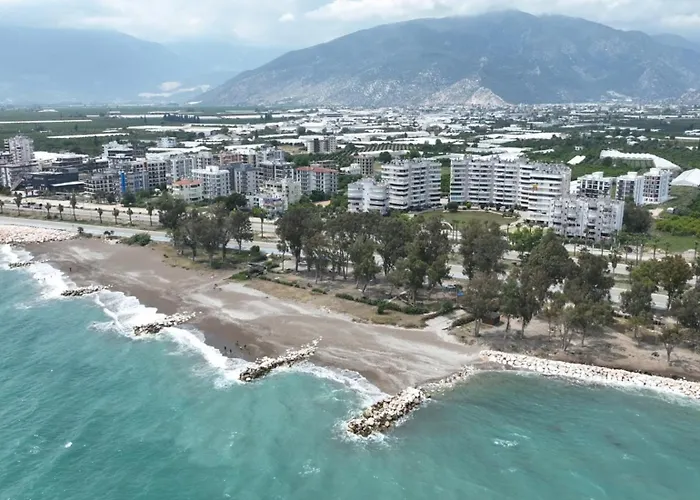 Orange Premium 피니케